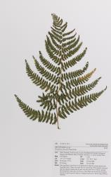 Dryopteris stewartii. Herbarium specimen showing the frond apex of a self-sown plant from Kerikeri, AK 300393.
 Image: Auckland Museum © Auckland Museum All rights reserved